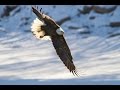 The Imperials - Eagle Song (lyrics)