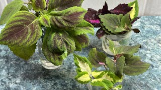 видео: Колеусы не дают корни? Нашла причину! картинка: Колеусы не дают корни? Нашла причину!