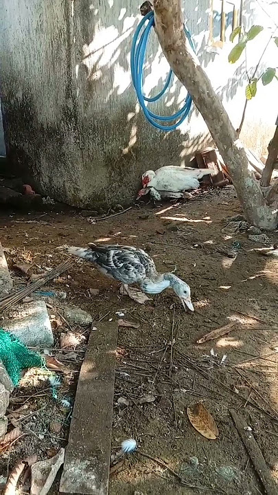 Download lagu melihat entok kawin untuk proses bertelur #entok #bertelur #pemula #kawin