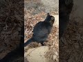 ãã©ãã£ã³ð¯ç·ã®åã§ããããã³ãã£ã³ãšãå
æ§ã #cat #cutecat #ãã£ã³ãã«ç»é²ãããããé¡ãèŽããŸã #ç«ã®ããæ®ãã #cute #cutepet #ç«ã®ããçæŽ»