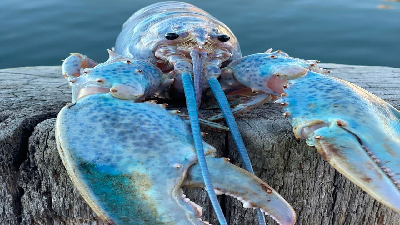 Dive Into a Sea of Flavor at Red Lobster White Marsh