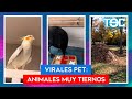 ANIMALES MUY TIERNOS