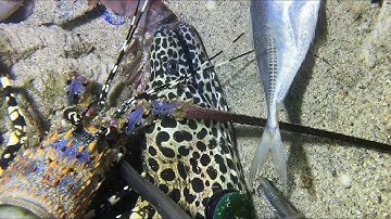 Diving under the sea to catch eels, crabs and sea cucumbers | Part 119-2