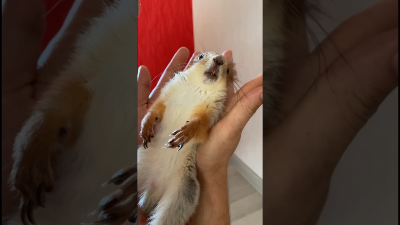 Что с Белкой 😳 