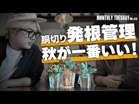 アガベ】アガベチタノタ胴切り天を水耕してたら1ヶ月で発根！ - YouTube
