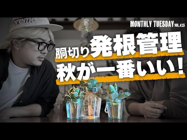 アガベ】アガベチタノタ胴切り天を水耕してたら1ヶ月で発根！ - YouTube