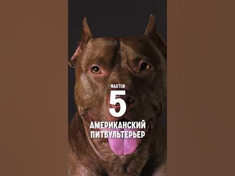 5 фактов о породе – Американский питбультерьер. #shorts #питбуль # ...