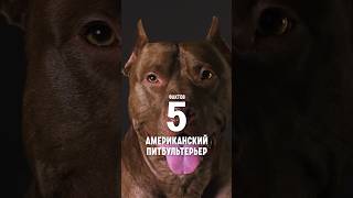 5 Фактов О Породе Американский Питбультерьер.