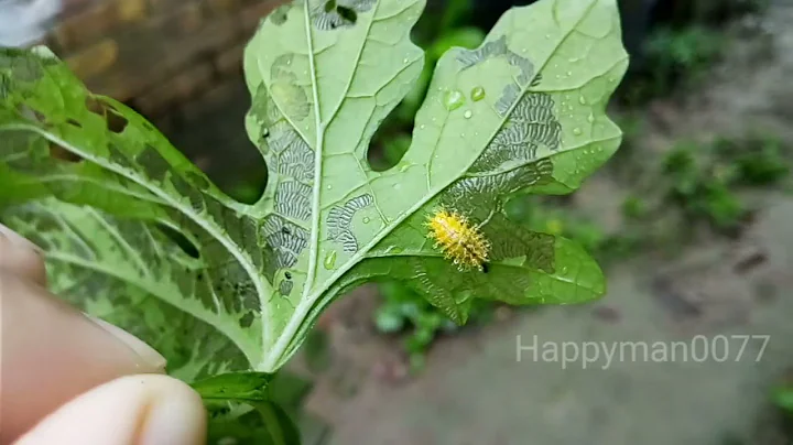 Mexican bean beetle damage control