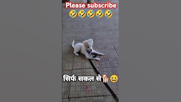 Main kaisi Dekhti hoon batao…🤔#youtubeshorts  #doglover #2024 #funnydog#pet #shortsfeed #shorts