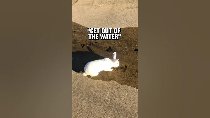 He Trained His Pet Bunny To Follow Commands! #animals #shorts #bunny
