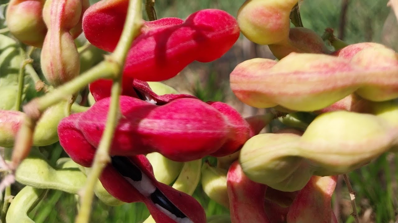 الصبار الهندي  او الكعك