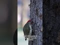 This Bird Could Save Football Players