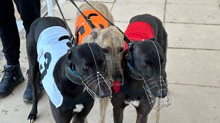 New Addition - Training Greyhound’s Ep. 36