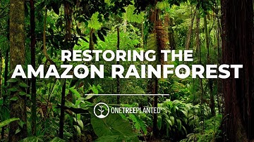 Planting Trees to Restore the Amazon Rainforest | One Tree Planted