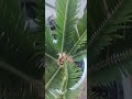 Watering the Palm tree