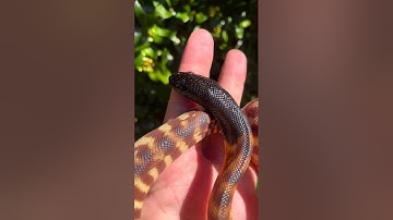The juvenile black -headed python 🐍🐍🐍#short#youtubeshort #shortvideo#trading#viral#