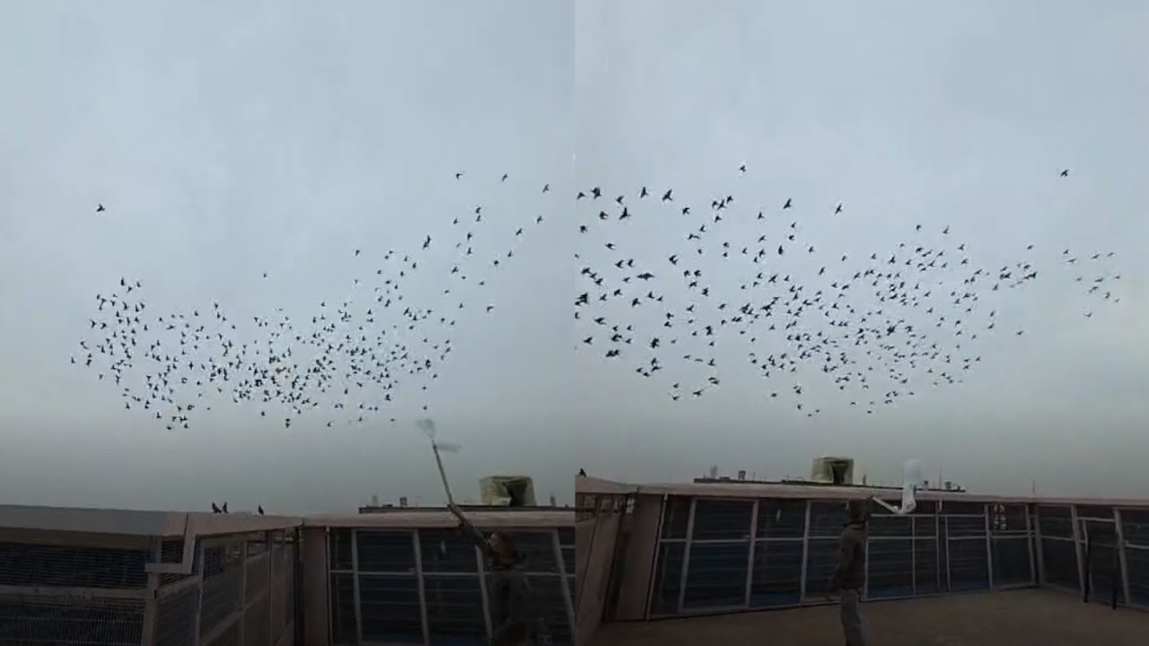 تخريج فرخات الكابتن غيث ابو علوش 