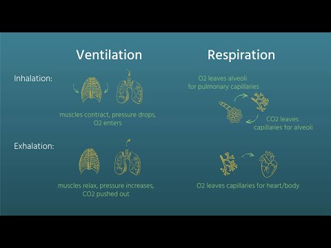 Vidéo: Différence Entre Ventilation Et Respiration