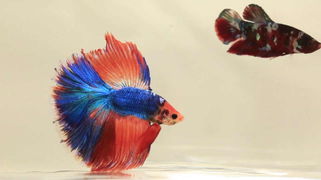 Betta Fish Male FANCY DRAGON DT2401 Top Quality Betta Located in