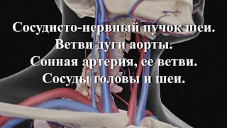 Сосудисто-нервный пучок шеи. Ветви дуги аорты. Сонная артерия, ее ветви. Сосуды головы и шеи.