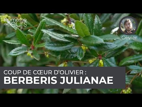 Vidéo: Épine-vinette. Atterrissage et soins dans le jardin