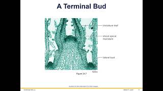 BIO101 PPT Ch24 2026