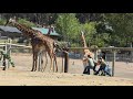 Baby Giraffe Birth at Safari West