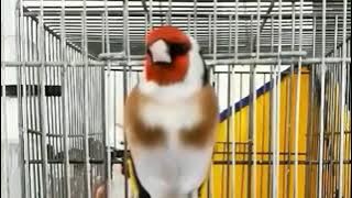 MASTERAN SUARA BURUNG GOLDFINCH GACOR