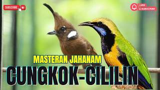 Masteran Tembakan Sejalur!! CUNGKOK KUNTI SUPER GACOR - CILILIN NEMBAK PANJANG || Materi JUWARA
