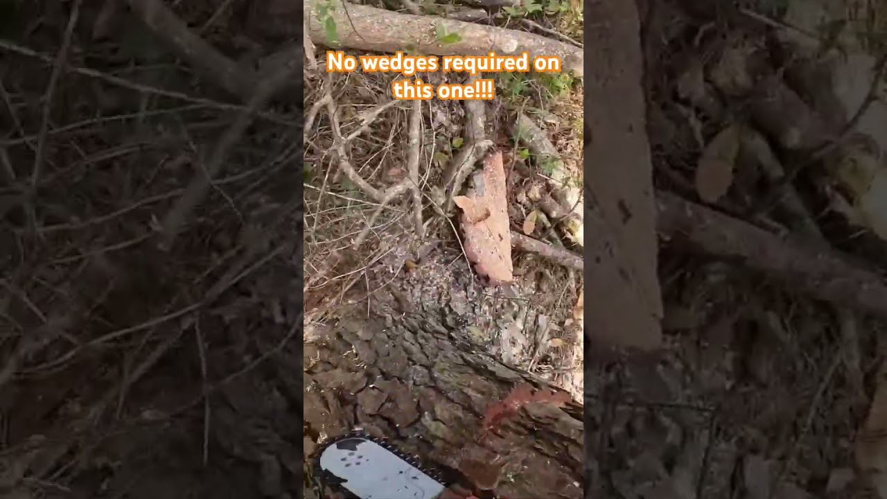 How to bore cut a heavy leaning tree 