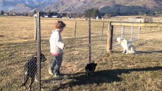 Penelope The Kune Kune Pig