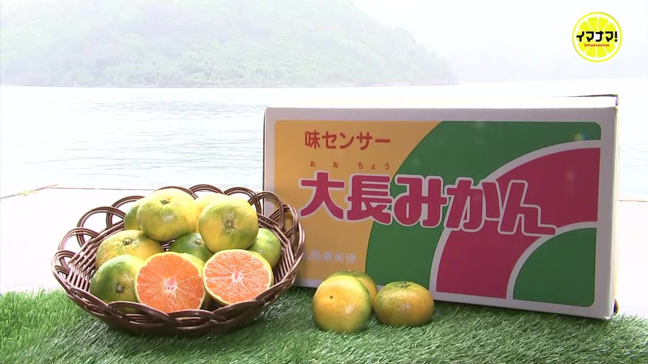 大 長 みかん