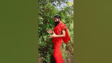 एरंड, Jaundice की रामबाण अचूक औषधि || Swami Ramdev