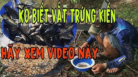 CÂU CÁ RÔ ✅ CÁCH MÓC TRỨNG KIẾN SIÊU DỂ CHO NGƯỜI MỚI TẬP
