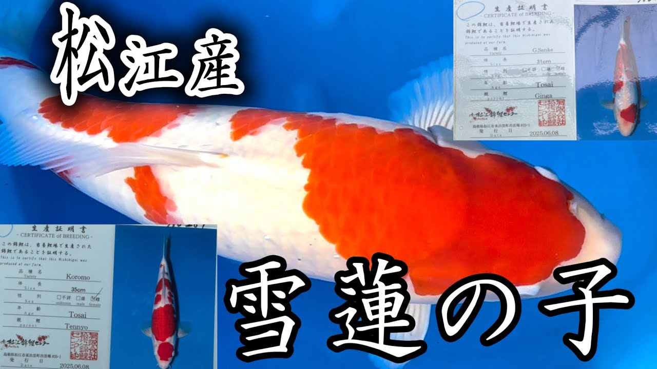『通信販売』これが最後かも！#koi #nisekoi #錦鯉 #松江産