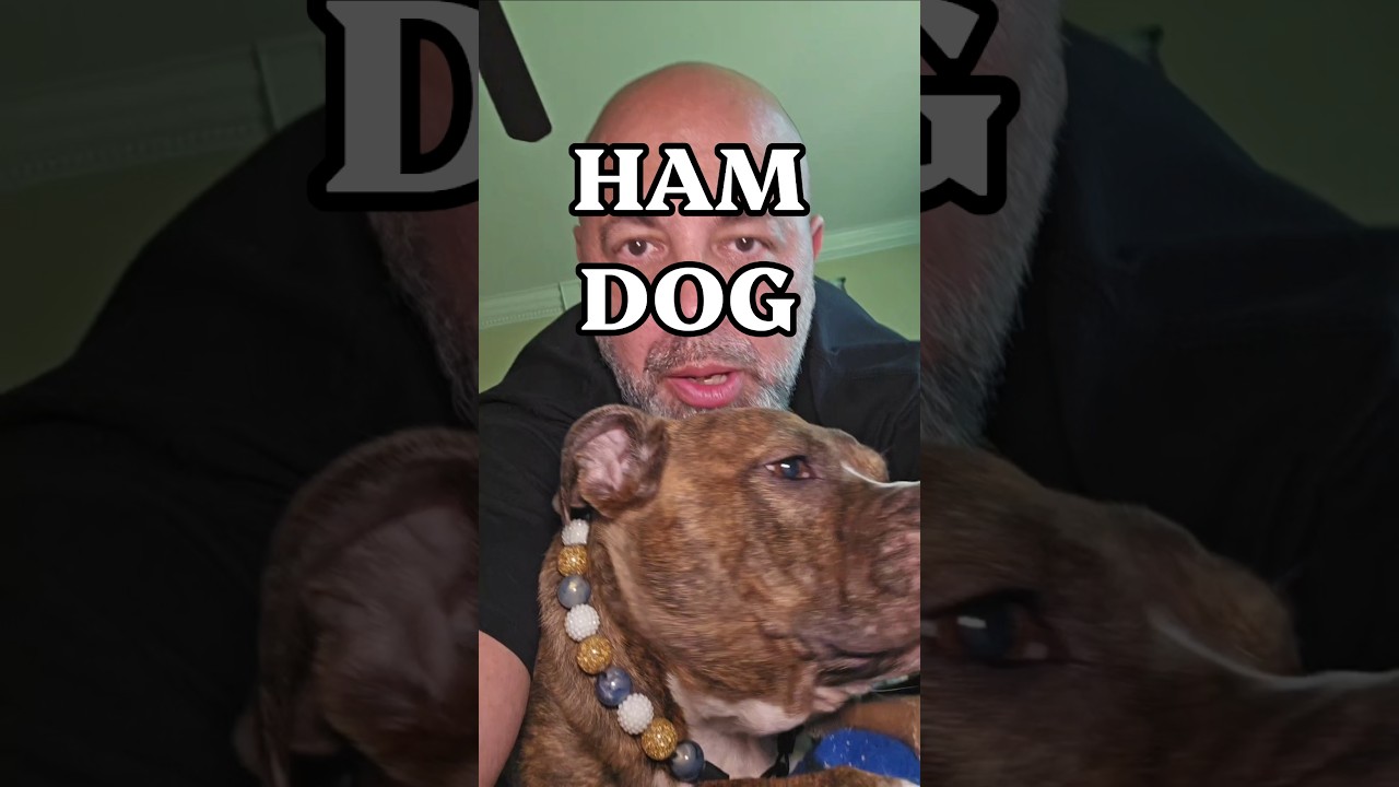 HAM DOG #dog #doglover #pitbull #danregancomedy
