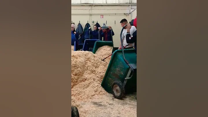 working time #horse #lovehorses #video #love ##rajasthan #marwadi #ireland #trending #shorts