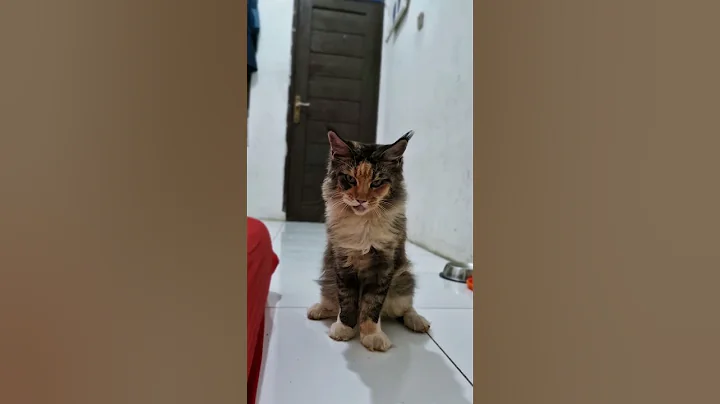 Video 11126291: mainecooncat mainecoons, coon mainecooncat, mainecoon calico, calico maine coon