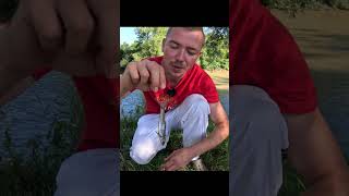 Die Beste Köderfischmontage