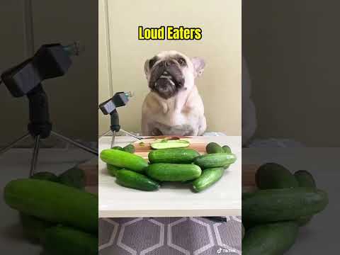 Video: The Trendy New Kind of Dog Treat French Bulldogs Go Nuts For