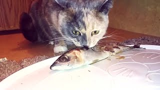 !!Blue Tortie Devours Whole Raw Fish for her Birthday!!