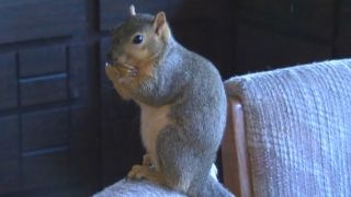 Squirrel takes bite out of crime, stops burglar