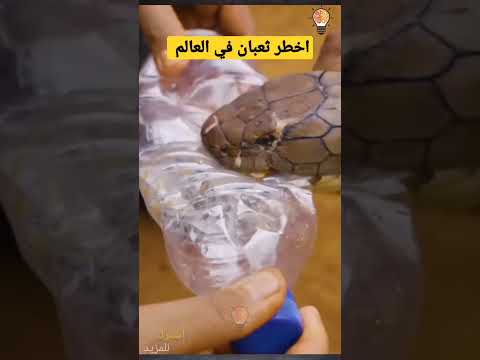 فيديو: 3 طرق للقبض على قطط الشوارع