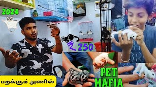 பறக்கும் அணில் kutty செல்ல பிராணி available in our Pet Mafia #sugarglider #pets #entertainment