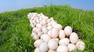 wow wow unique! a female farmer Harvest duck eggs a lot on the grass at field by best hand