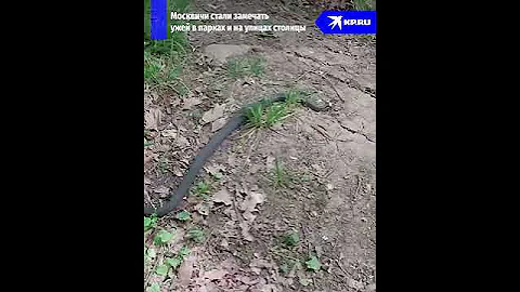 Змеи пригрелись в Москве