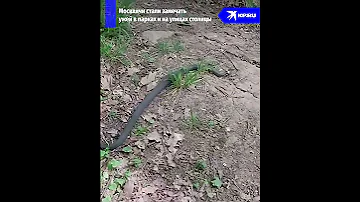 Змеи пригрелись в Москве