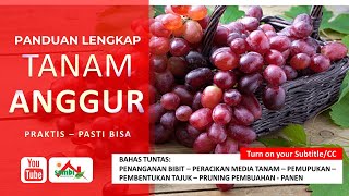 Download Lagu Volledige gids hoe wijn te planten - sambifarm MP3