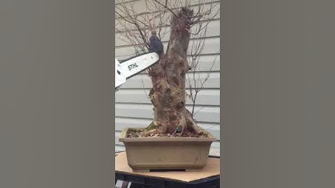 Trident Maple Part 3 - The Cut